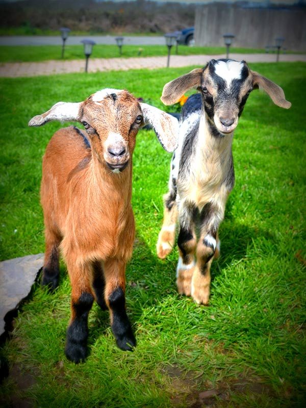 Two friendly baby goats standing on the grass at the VIP Boarding & Daycare property