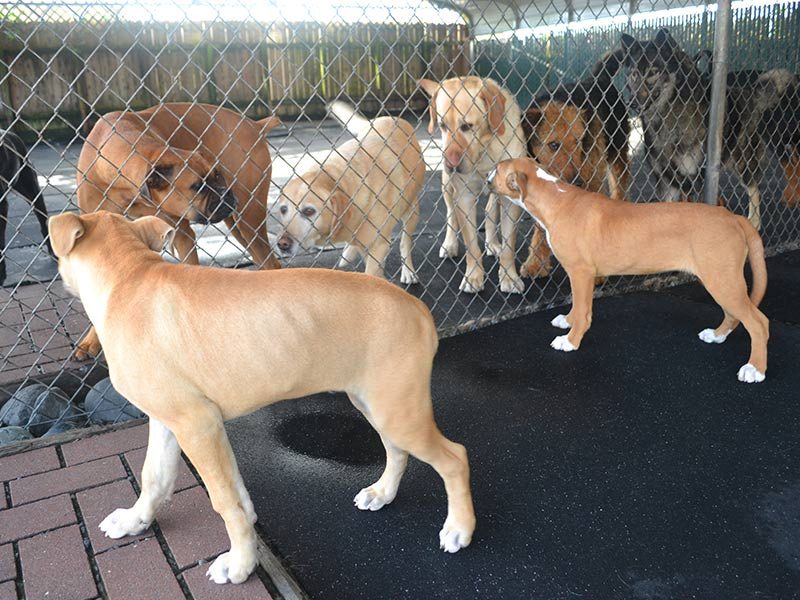 A group of happy dogs playing together in the covered play area at VIP Boarding & Daycare