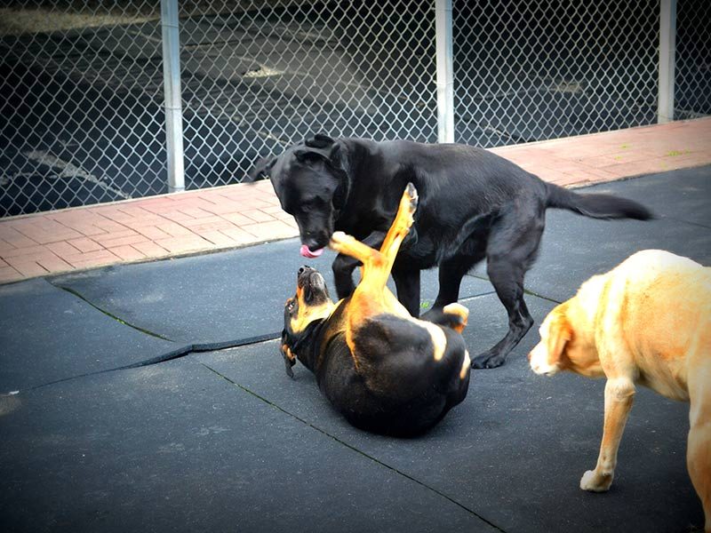 Two dogs happily wrestling and playing together on the soft play surface