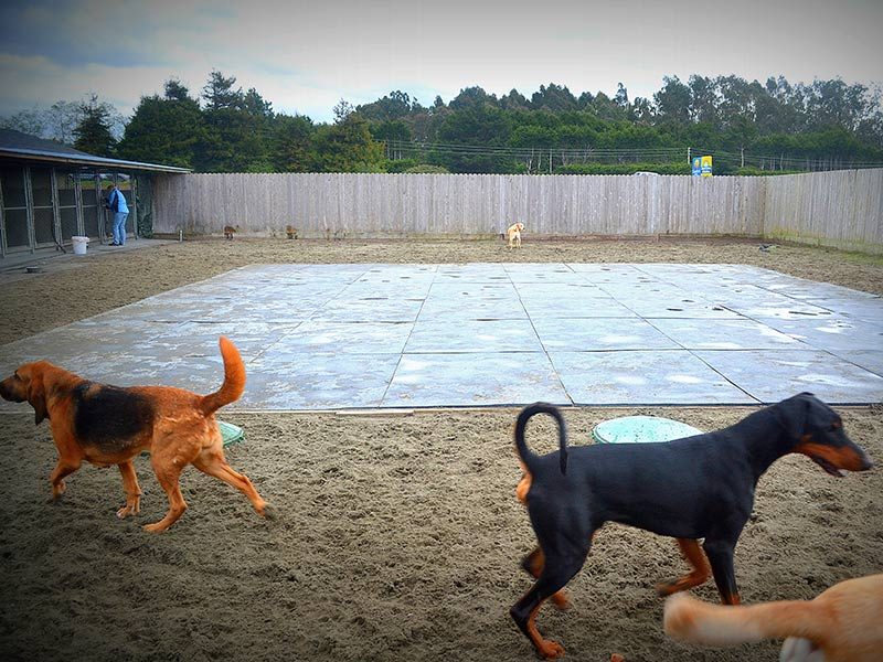 A large group of dogs of all sizes playing together in the spacious sand play yard