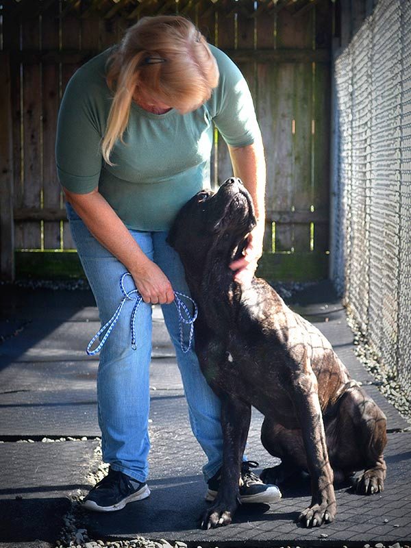 A VIP Boarding & Daycare team member greeting a calm brindle dog on a leash