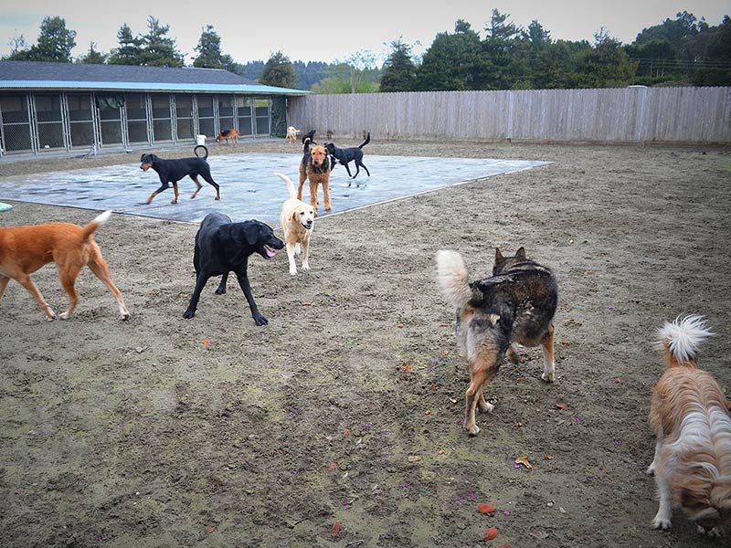 Dogs playing in the large fenced yard beside the VIP Boarding & Daycare kennel building